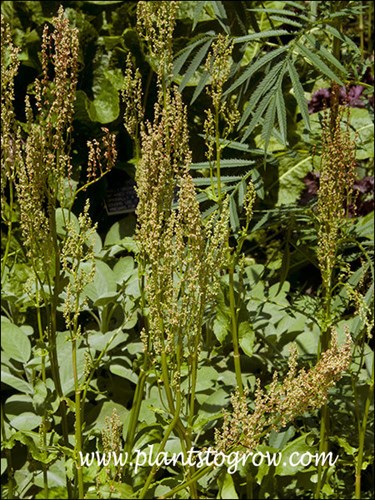 Buckler Sorrel (Rumex scutatus)
The inflorescence of the plant.